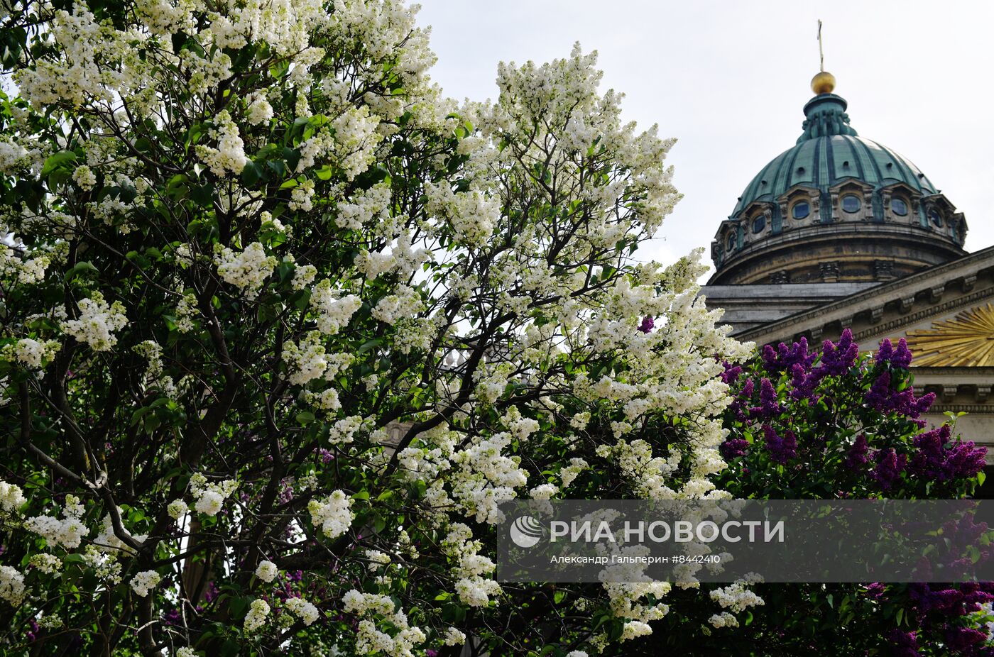 Цветение сирени в Санкт-Петербурге