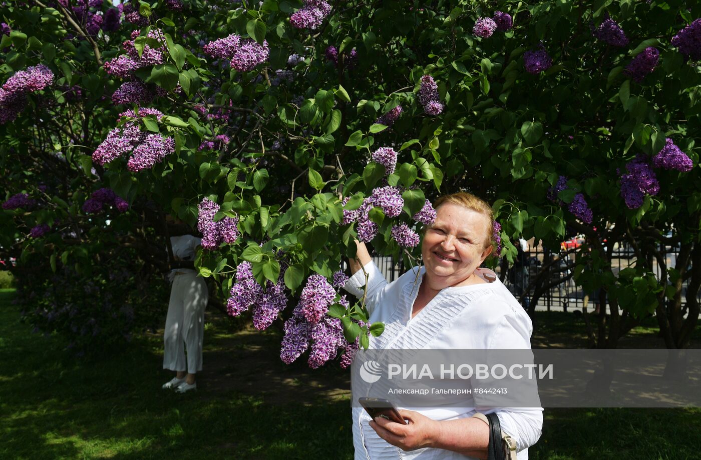 Цветение сирени в Санкт-Петербурге