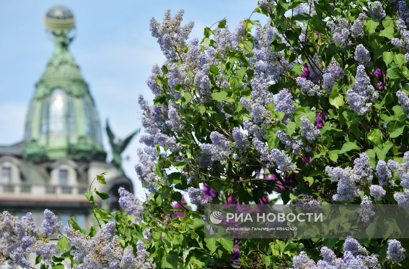 Цветение сирени в Санкт-Петербурге