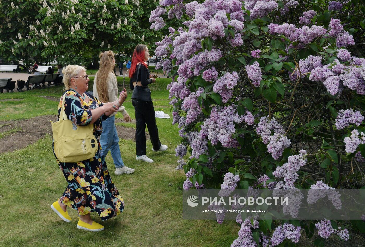 Цветение сирени в Санкт-Петербурге