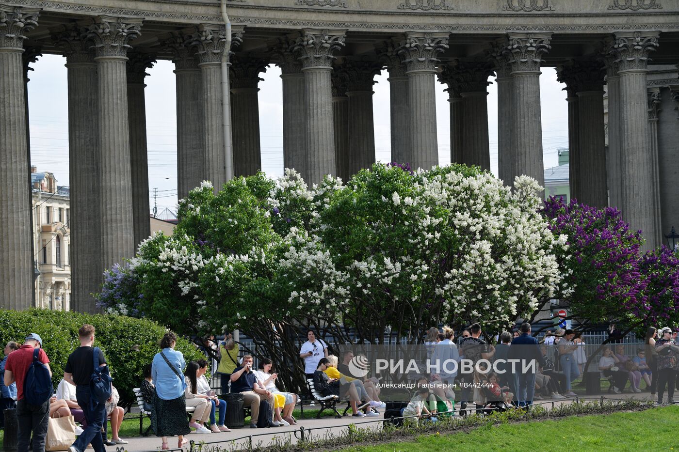 Цветение сирени в Санкт-Петербурге