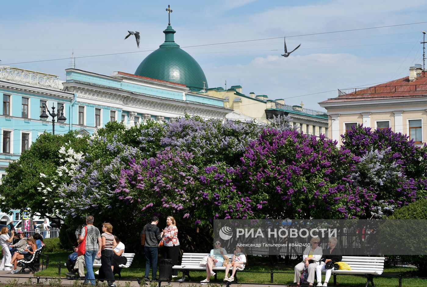 Цветение сирени в Санкт-Петербурге