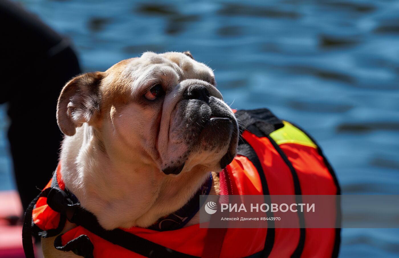 Заплыв с домашними животными на сапбордах в Петербурге