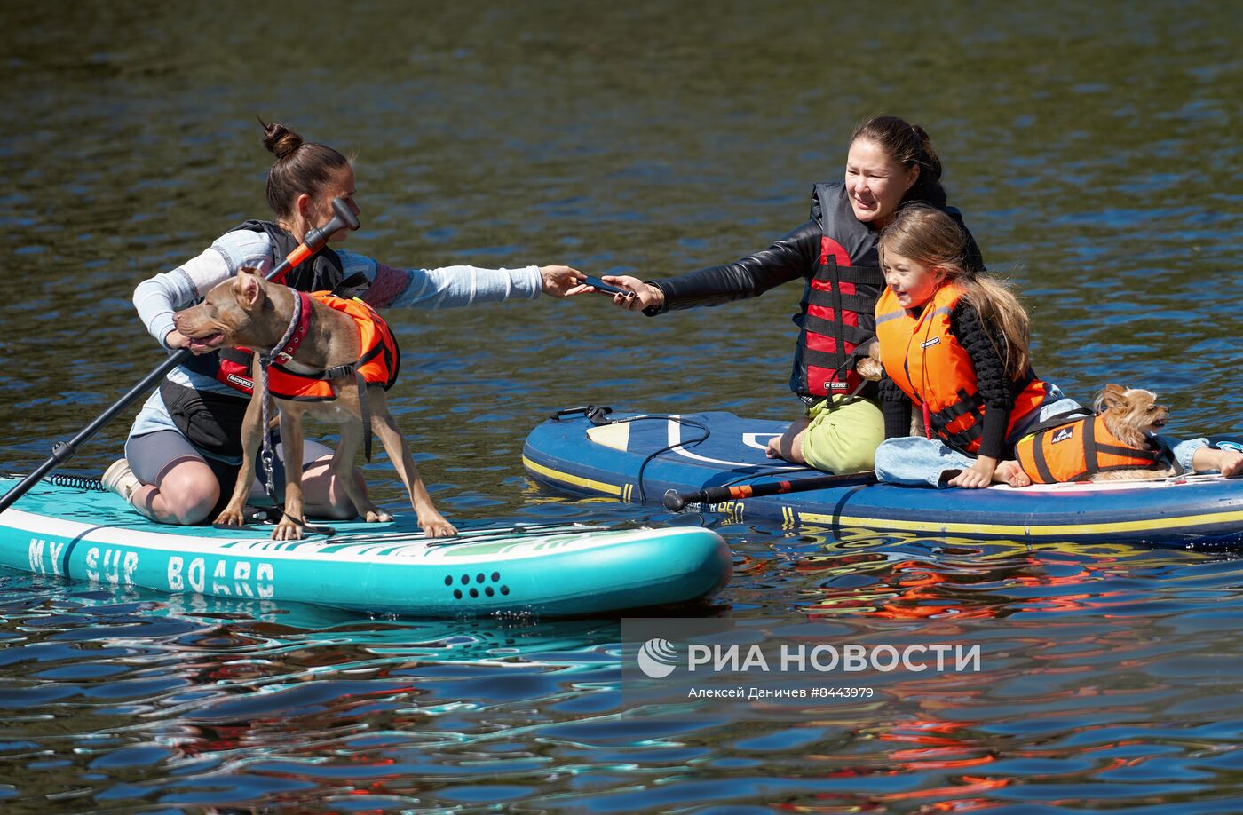 Заплыв с домашними животными на сапбордах в Петербурге