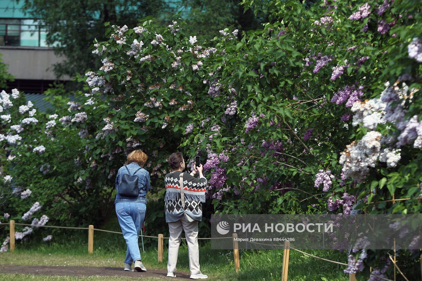 Выставка сирени в Ботаническом саду МГУ