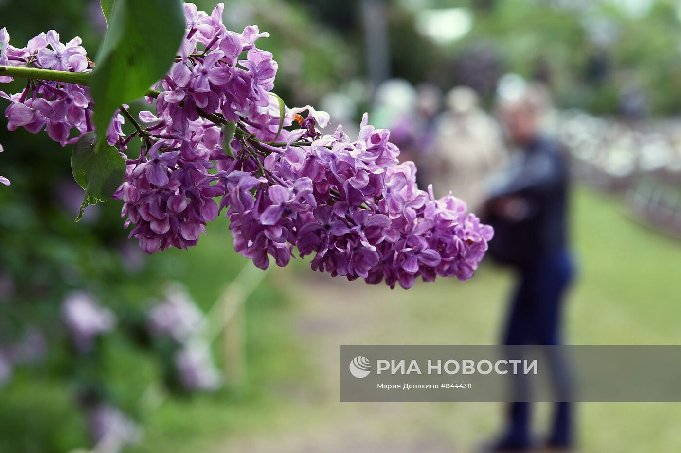 Выставка сирени в Ботаническом саду МГУ