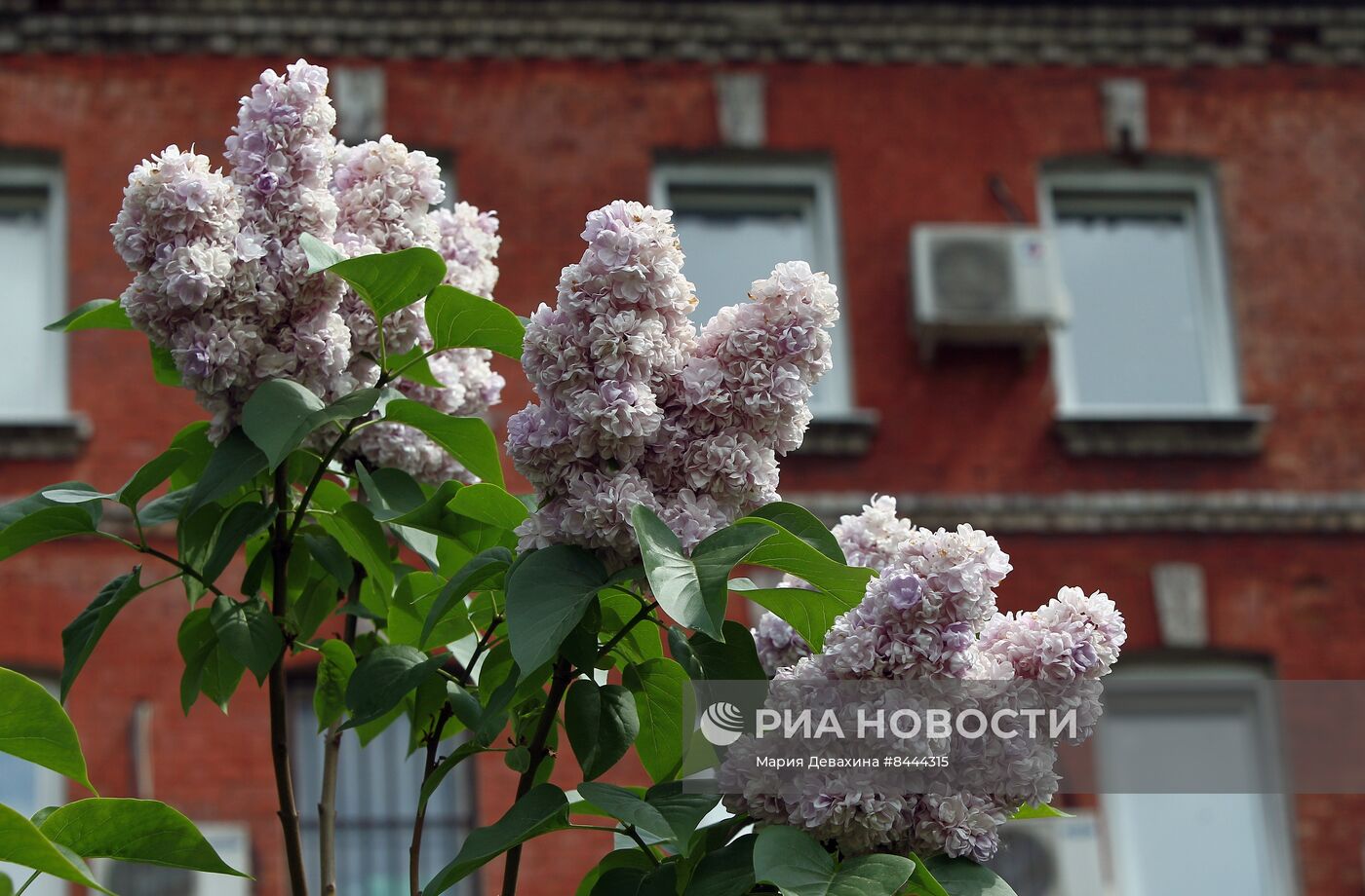 Выставка сирени в Ботаническом саду МГУ