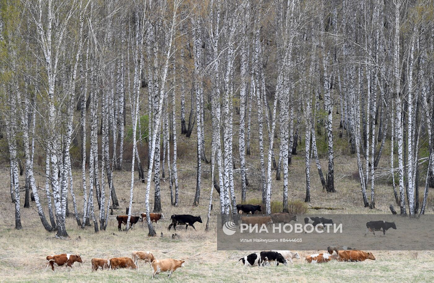 Весна в Красноярском крае