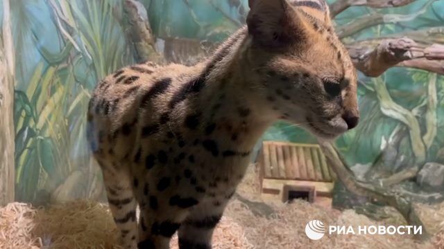 Спасенные сервалы на карантине в местном "Сафари-парке"