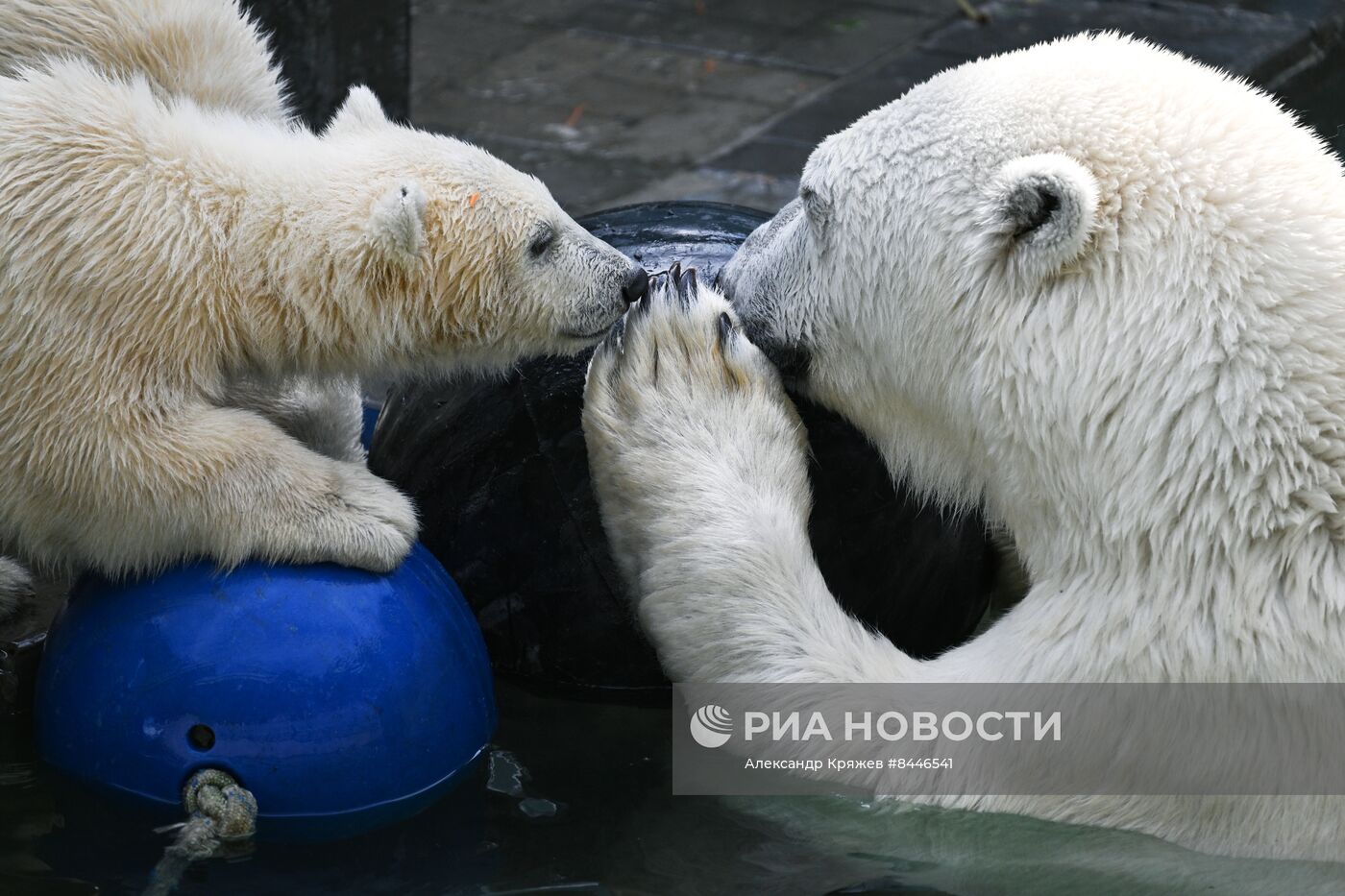 Белые медведи в Новосибирском зоопарке