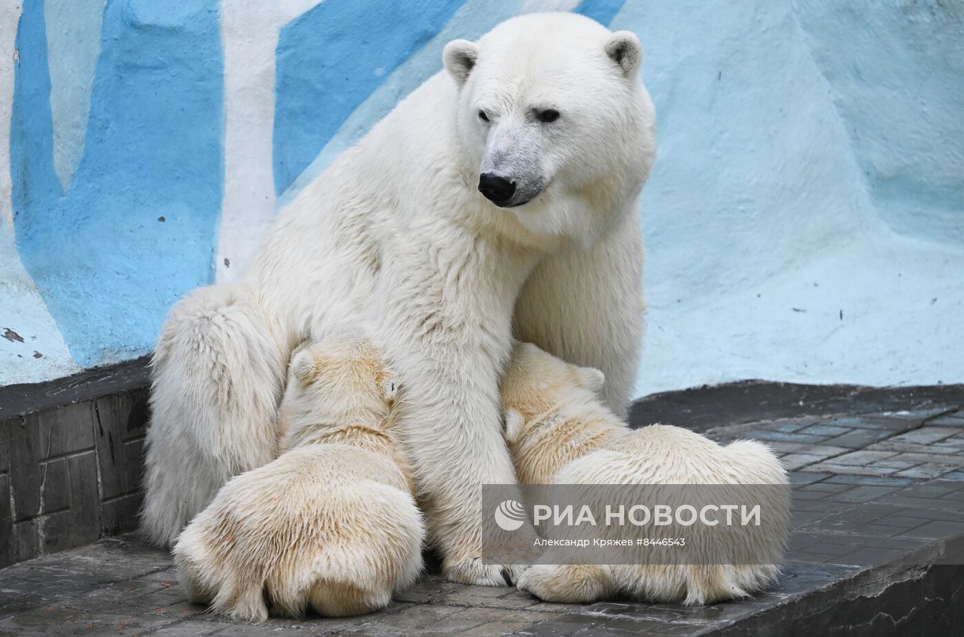 Белые медведи в Новосибирском зоопарке