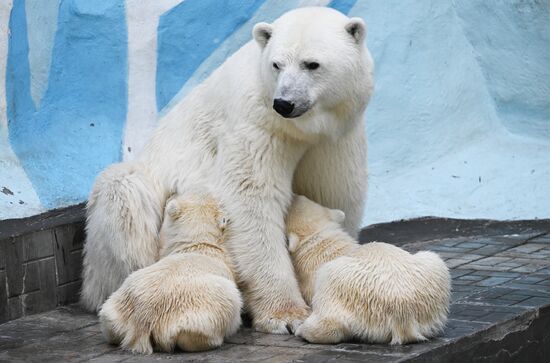 Белые медведи в Новосибирском зоопарке