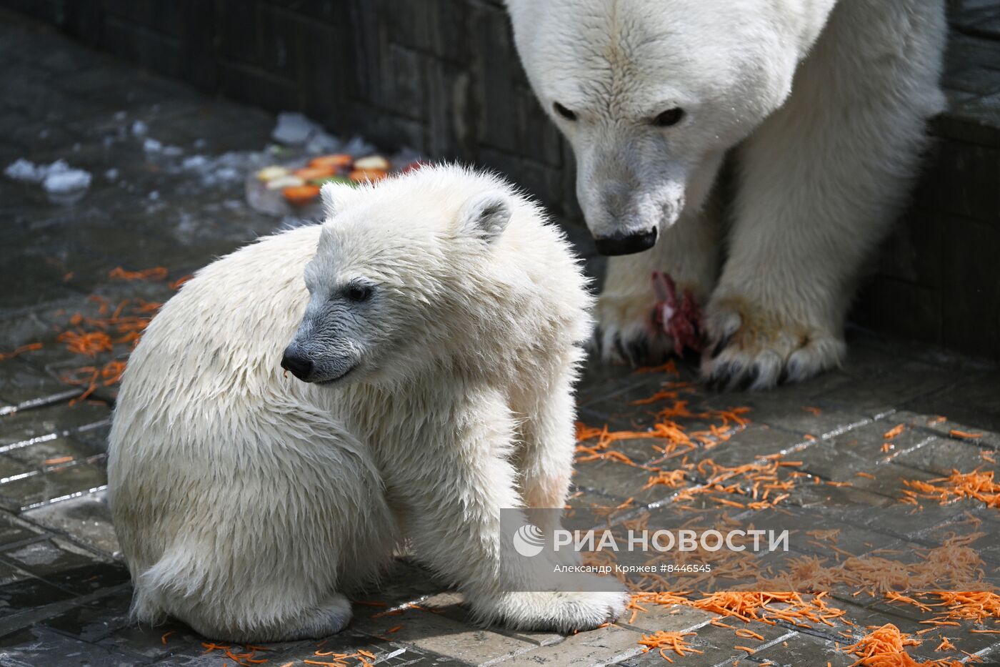 Белые медведи в Новосибирском зоопарке