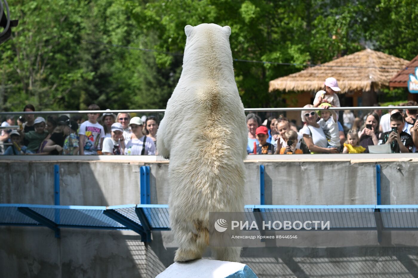 Белые медведи в Новосибирском зоопарке