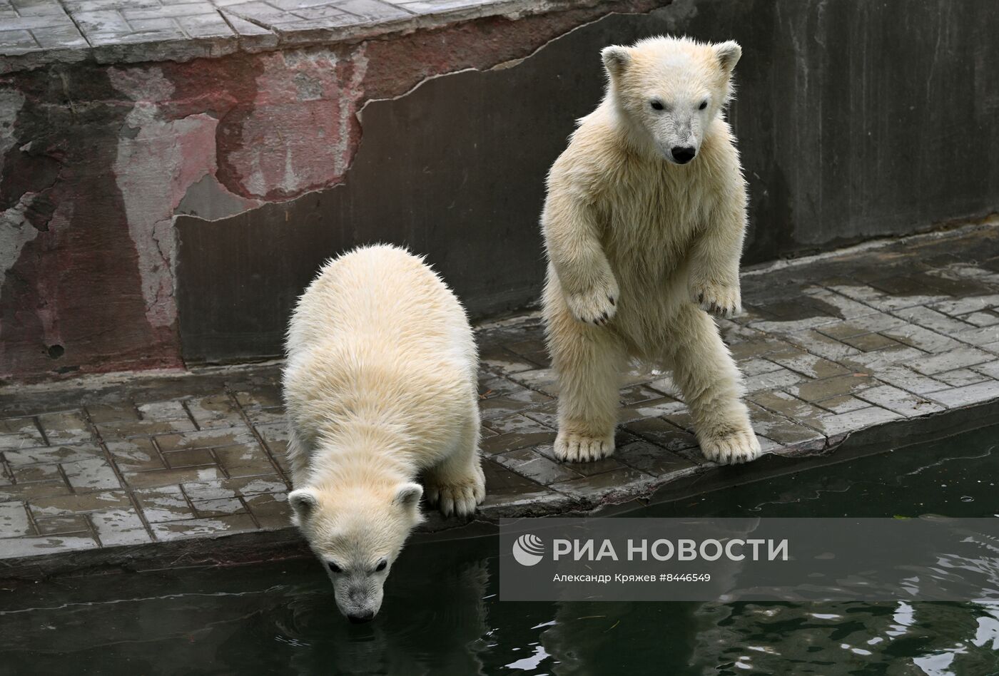 Белые медведи в Новосибирском зоопарке