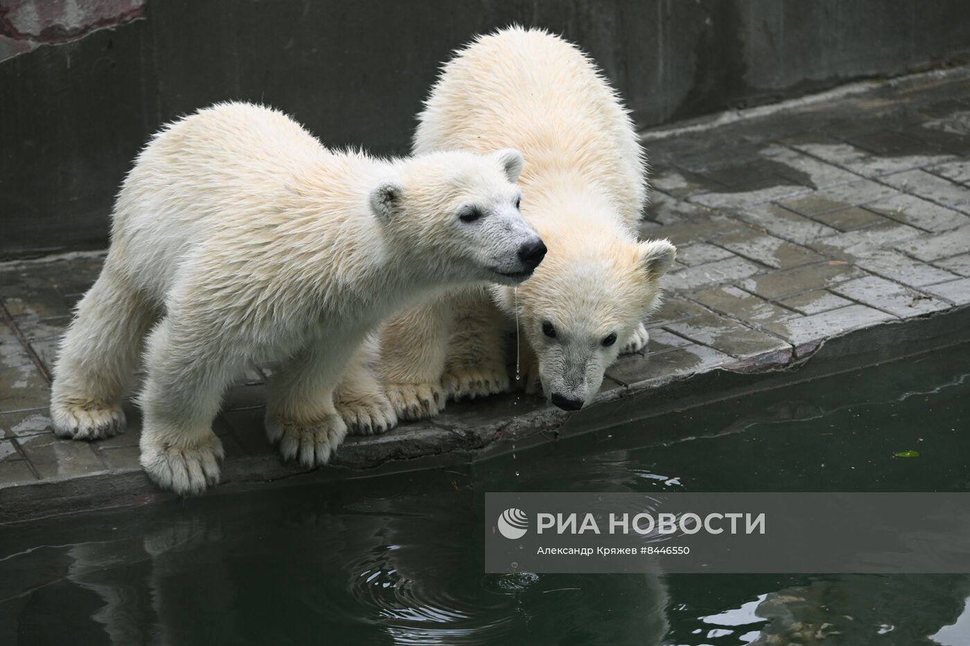 Белые медведи в Новосибирском зоопарке