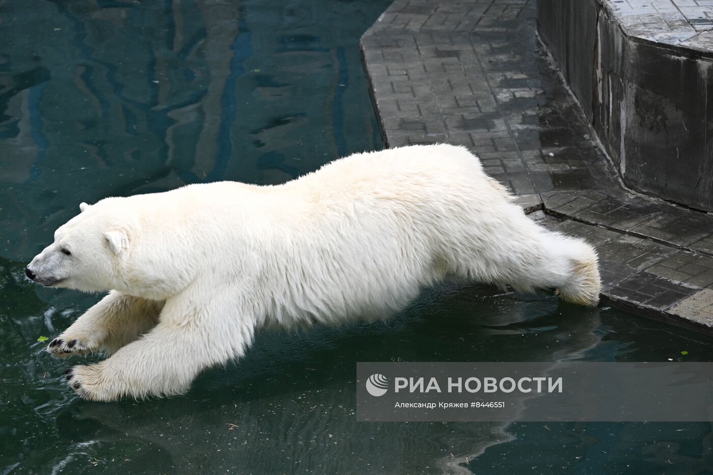 Белые медведи в Новосибирском зоопарке