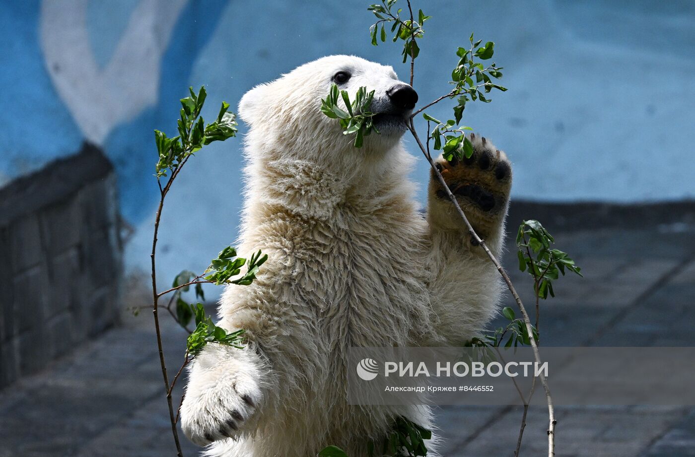 Белые медведи в Новосибирском зоопарке