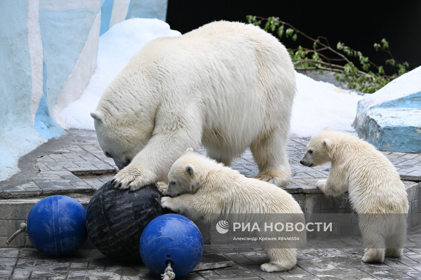 Белые медведи в Новосибирском зоопарке