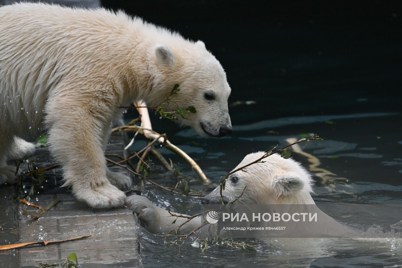 Белые медведи в Новосибирском зоопарке