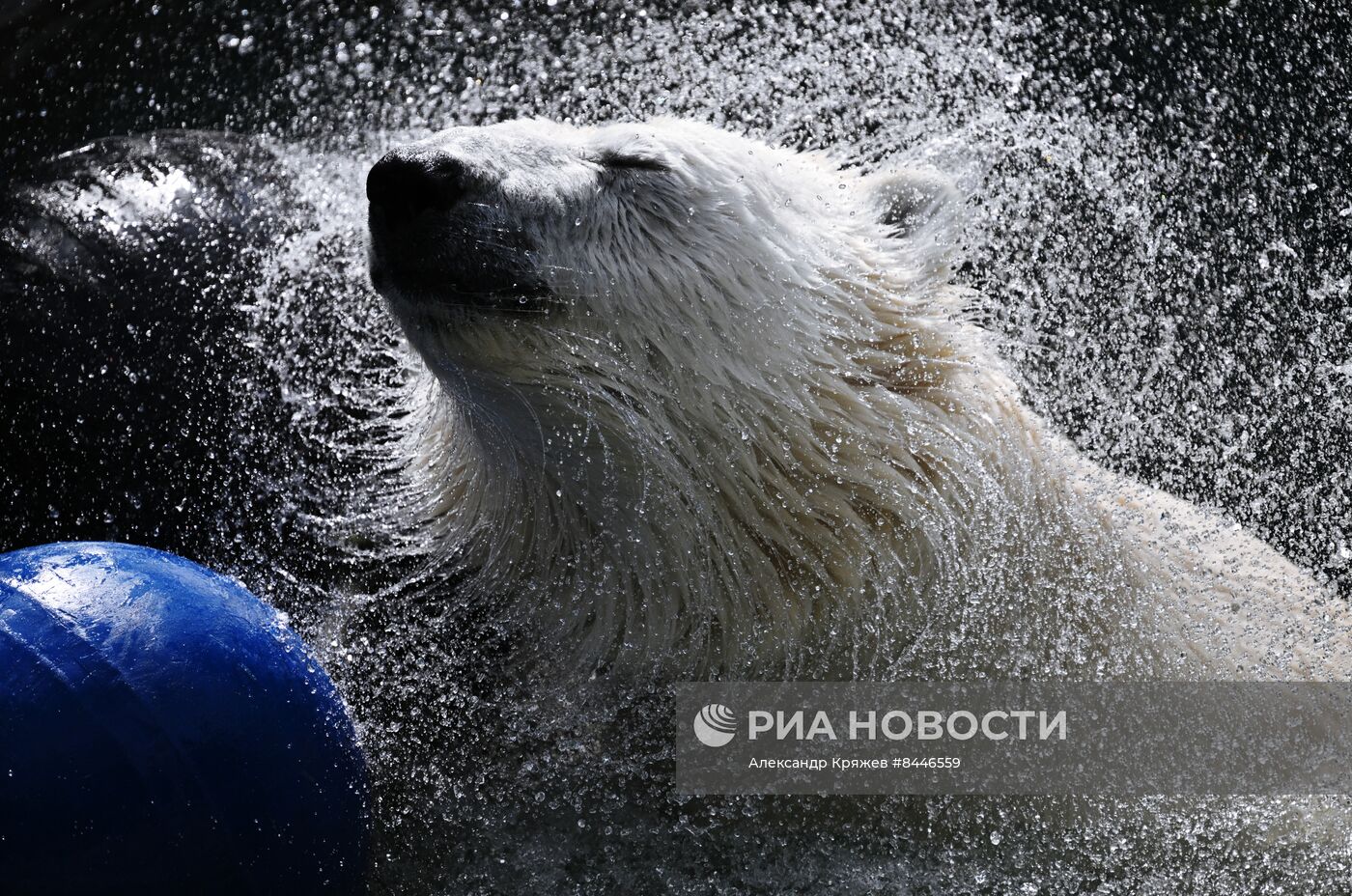 Белые медведи в Новосибирском зоопарке