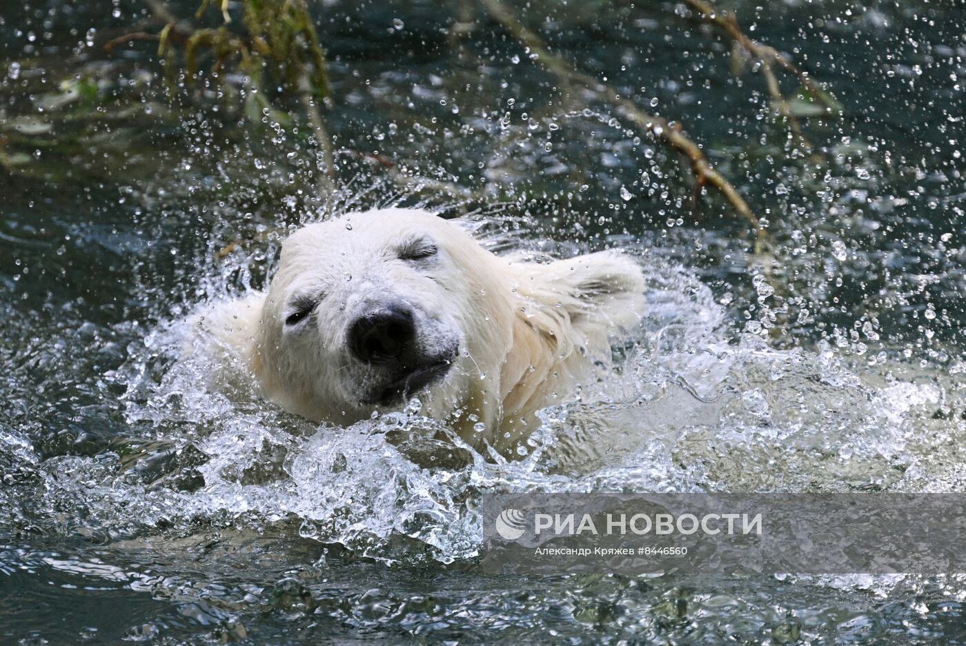 Белые медведи в Новосибирском зоопарке