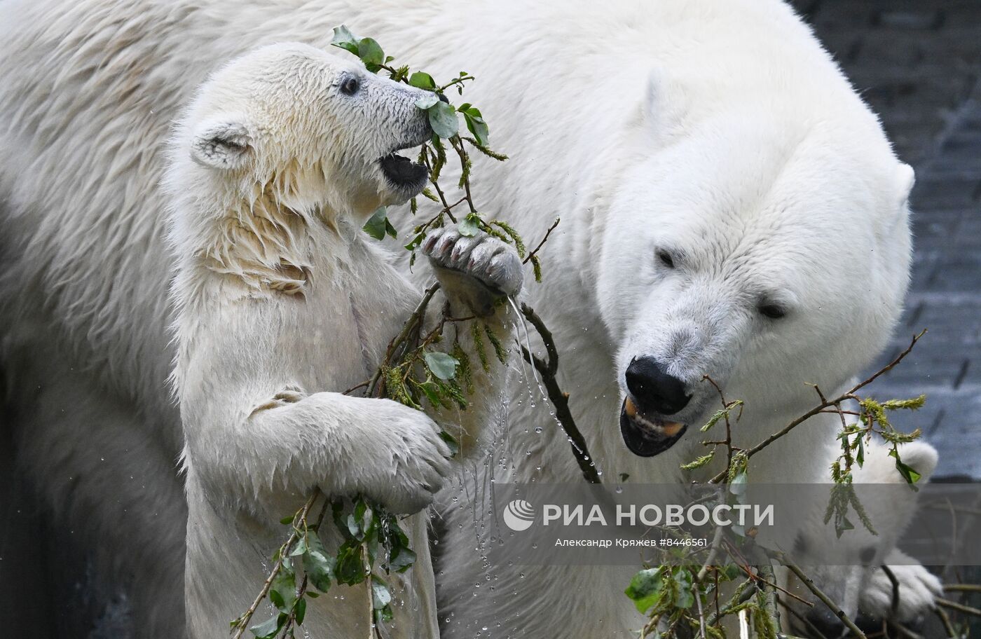 Белый медведь с цветами
