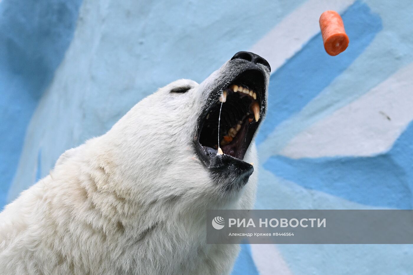 Белые медведи в Новосибирском зоопарке