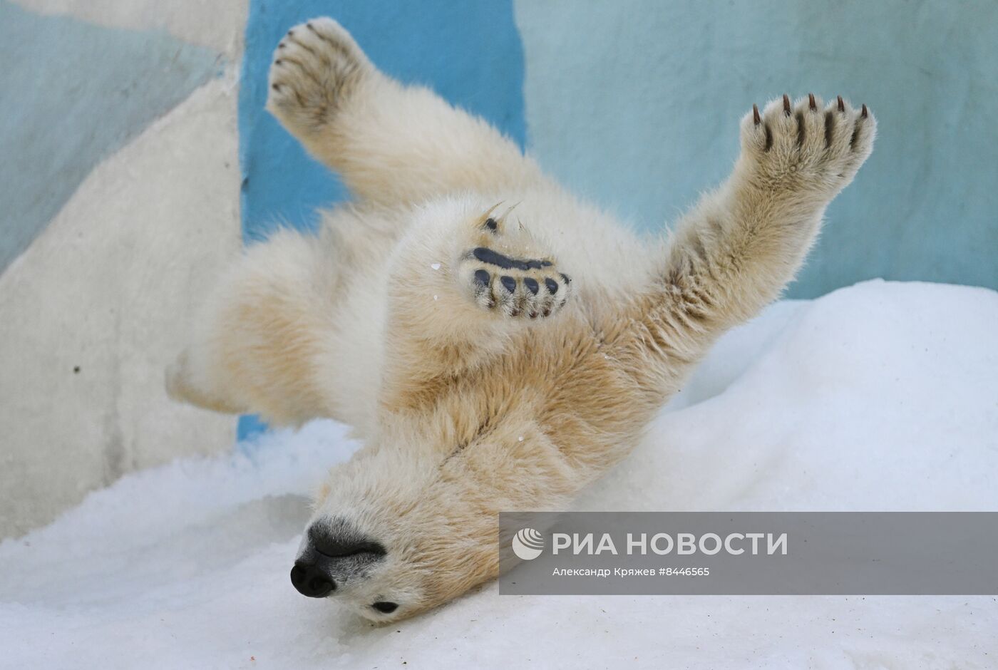 Белые медведи в Новосибирском зоопарке