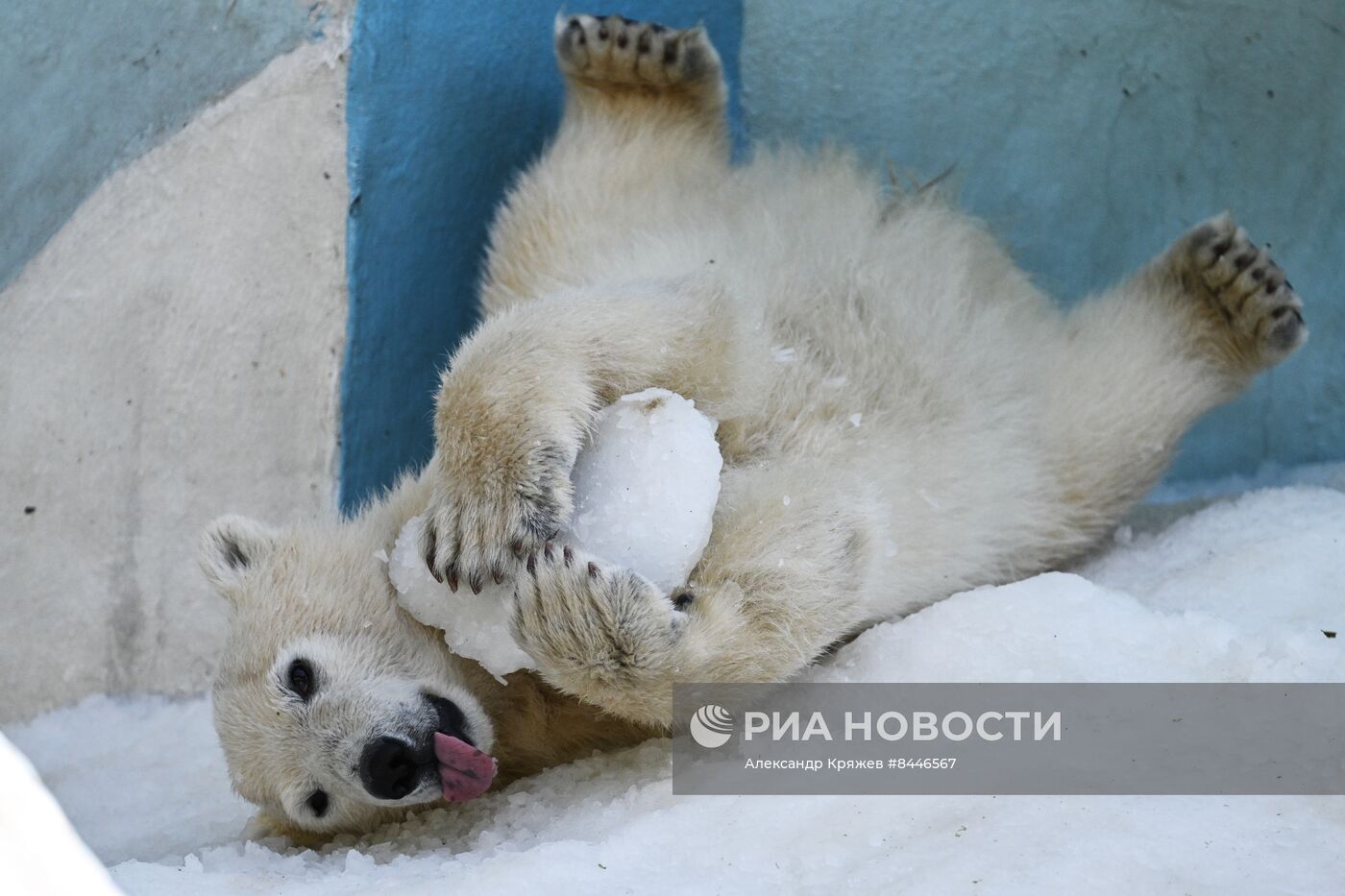 Белые медведи в Новосибирском зоопарке