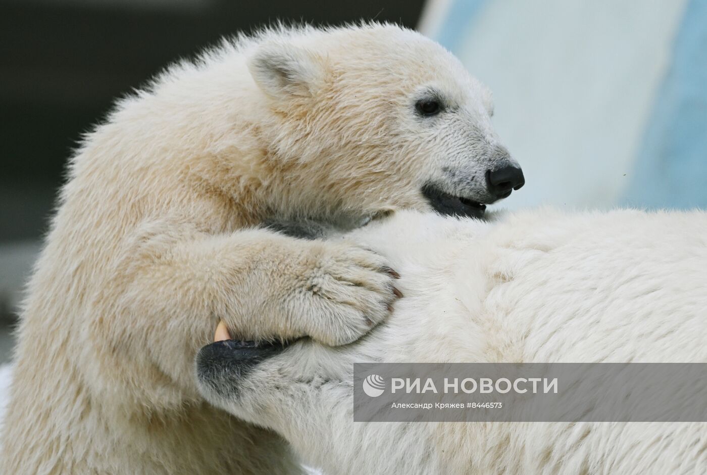 Белые медведи в Новосибирском зоопарке