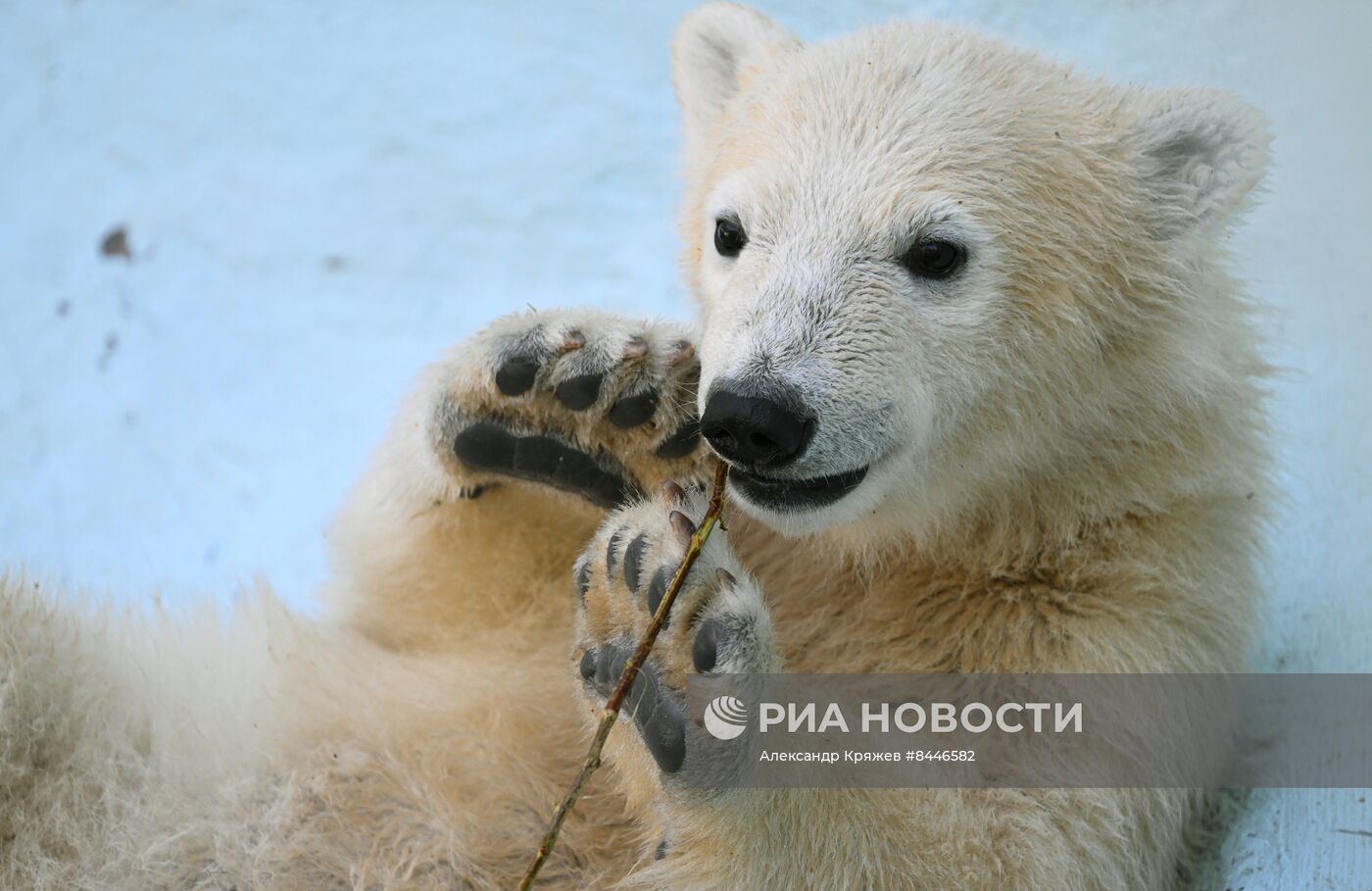 Белые медведи в Новосибирском зоопарке