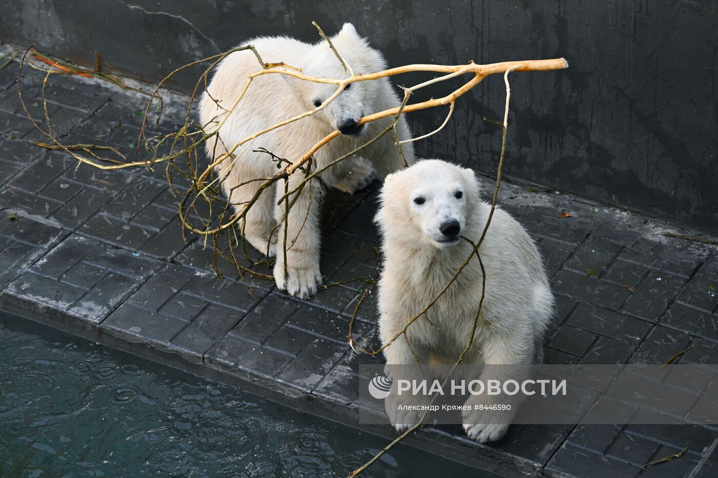 Белые медведи в Новосибирском зоопарке