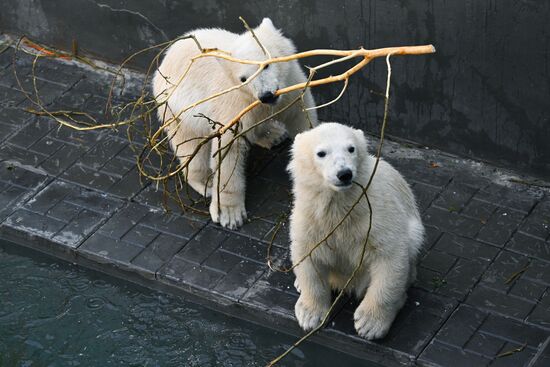 Белые медведи в Новосибирском зоопарке
