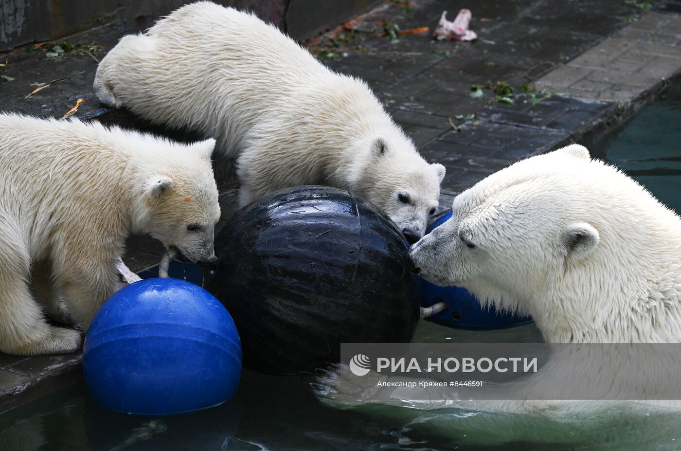 Белые медведи в Новосибирском зоопарке