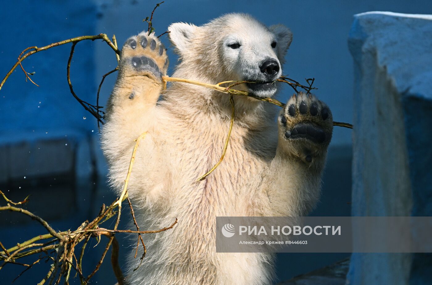 Белые медведи в Новосибирском зоопарке