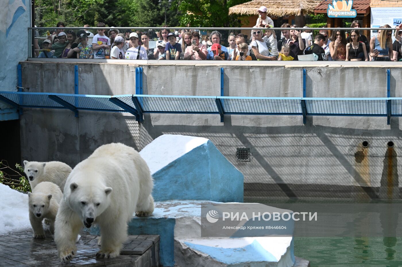 Белые медведи в Новосибирском зоопарке