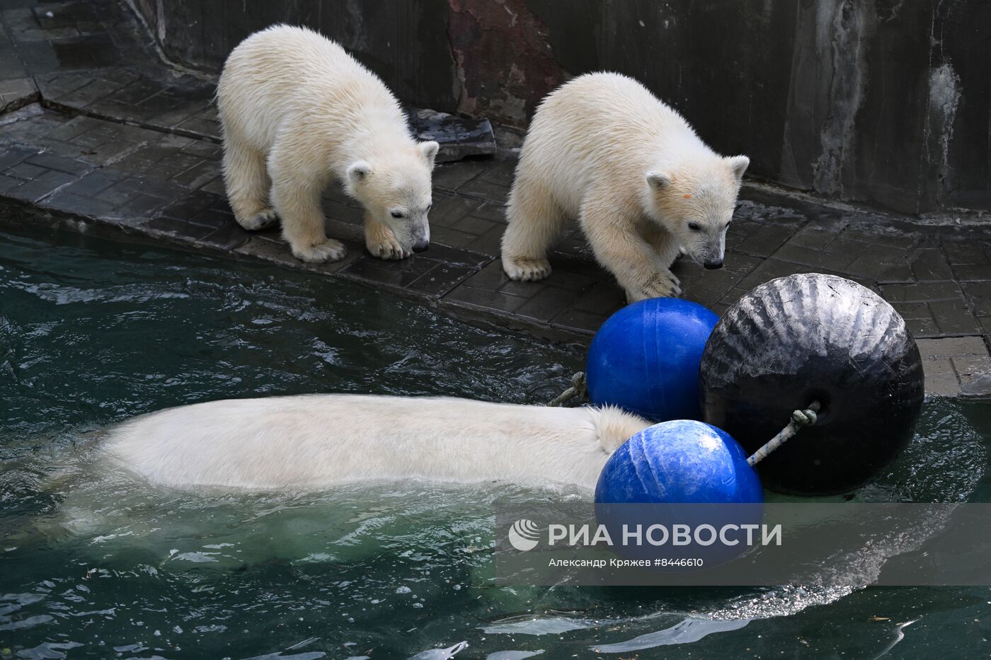 Белые медведи в Новосибирском зоопарке