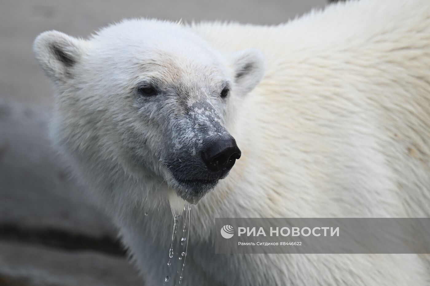 День защиты детей в Московском зоопарке