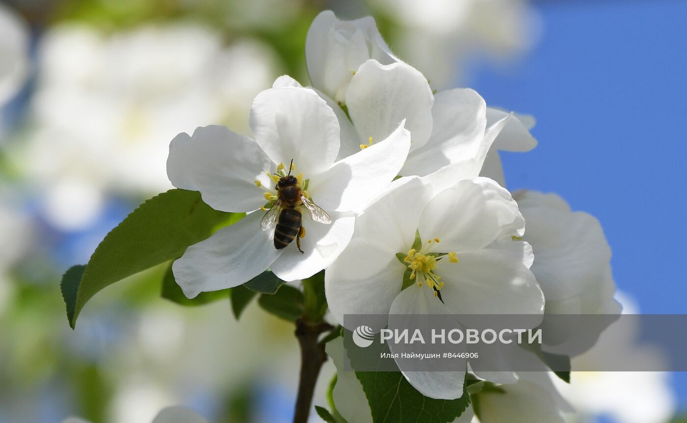 Цветение в Красноярске