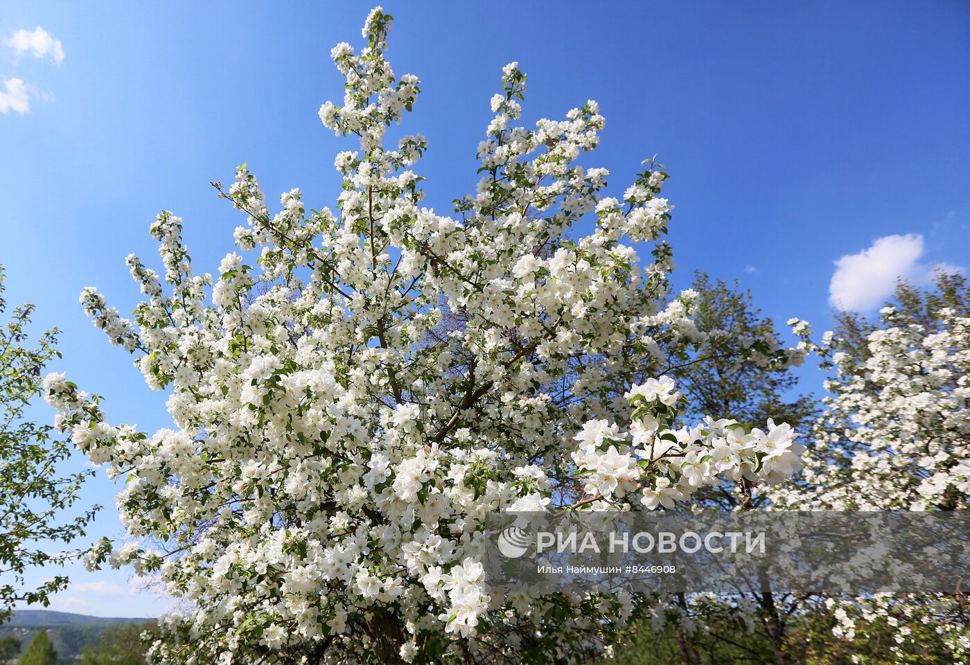 Цветение в Красноярске