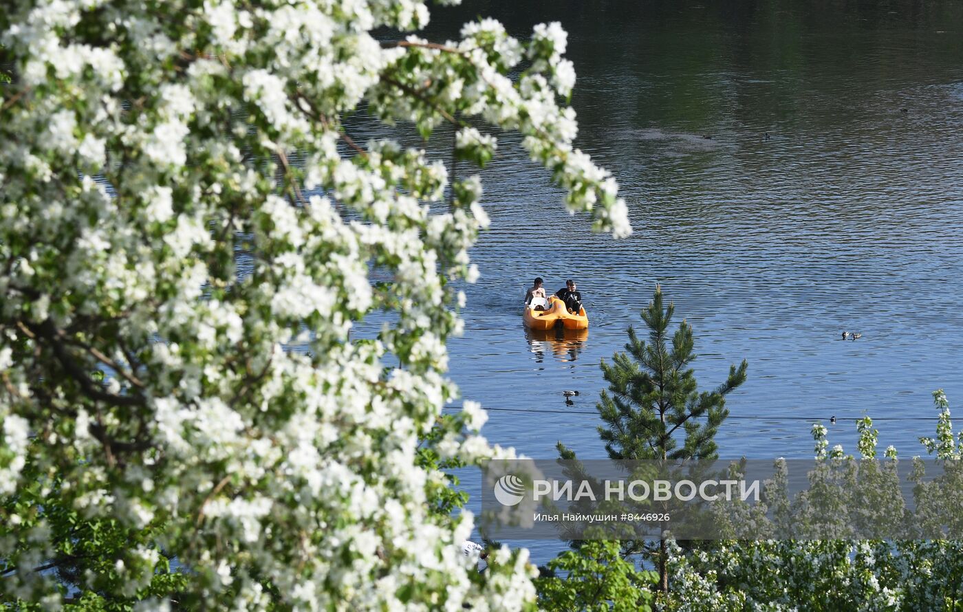 Цветение в Красноярске