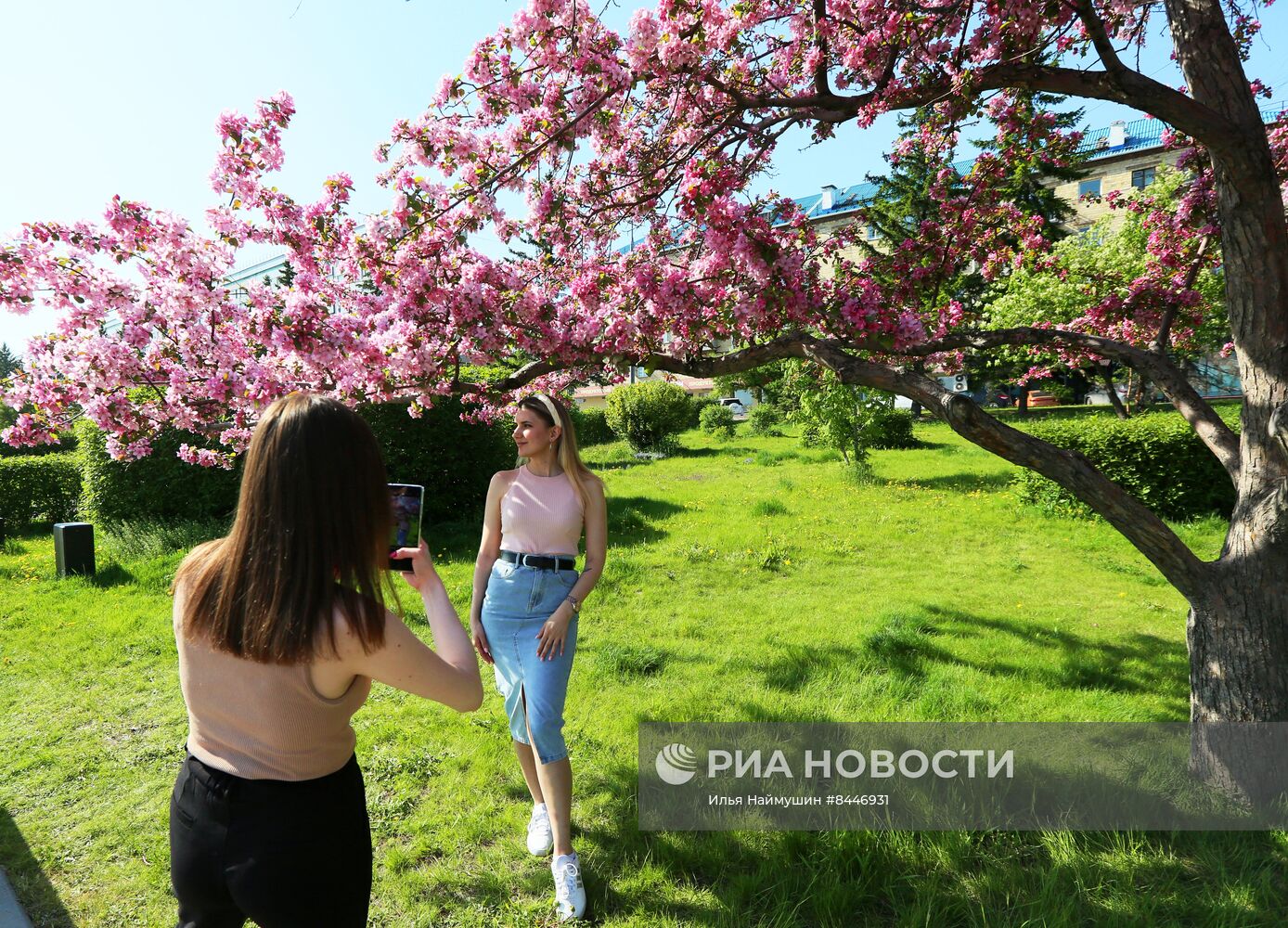 Цветение в Красноярске