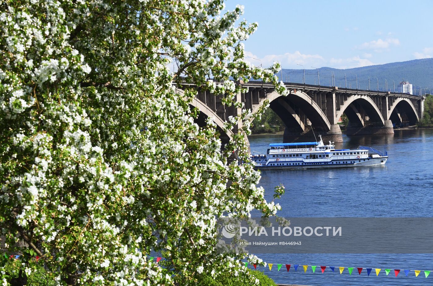 Цветение в Красноярске