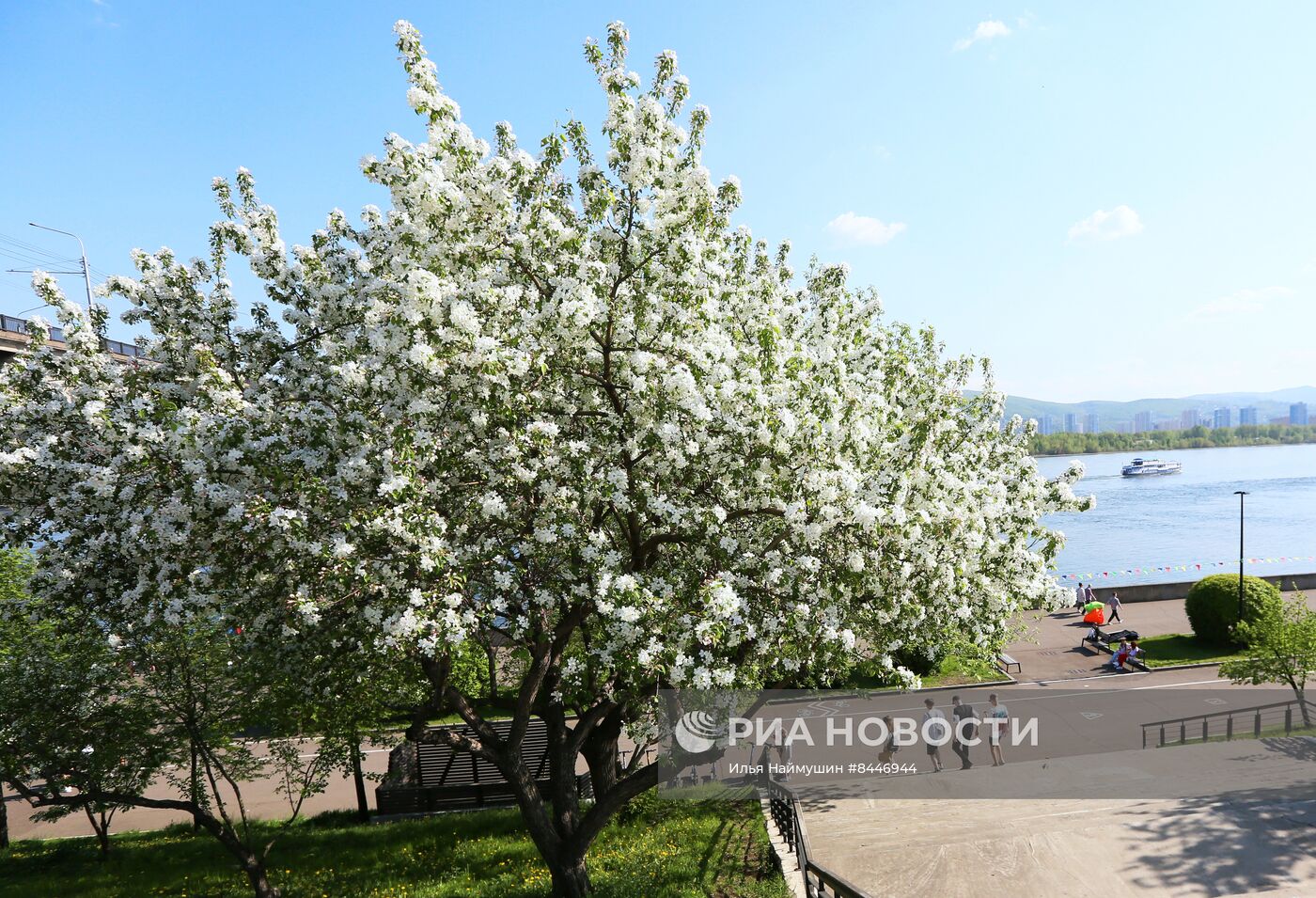 Цветение в Красноярске