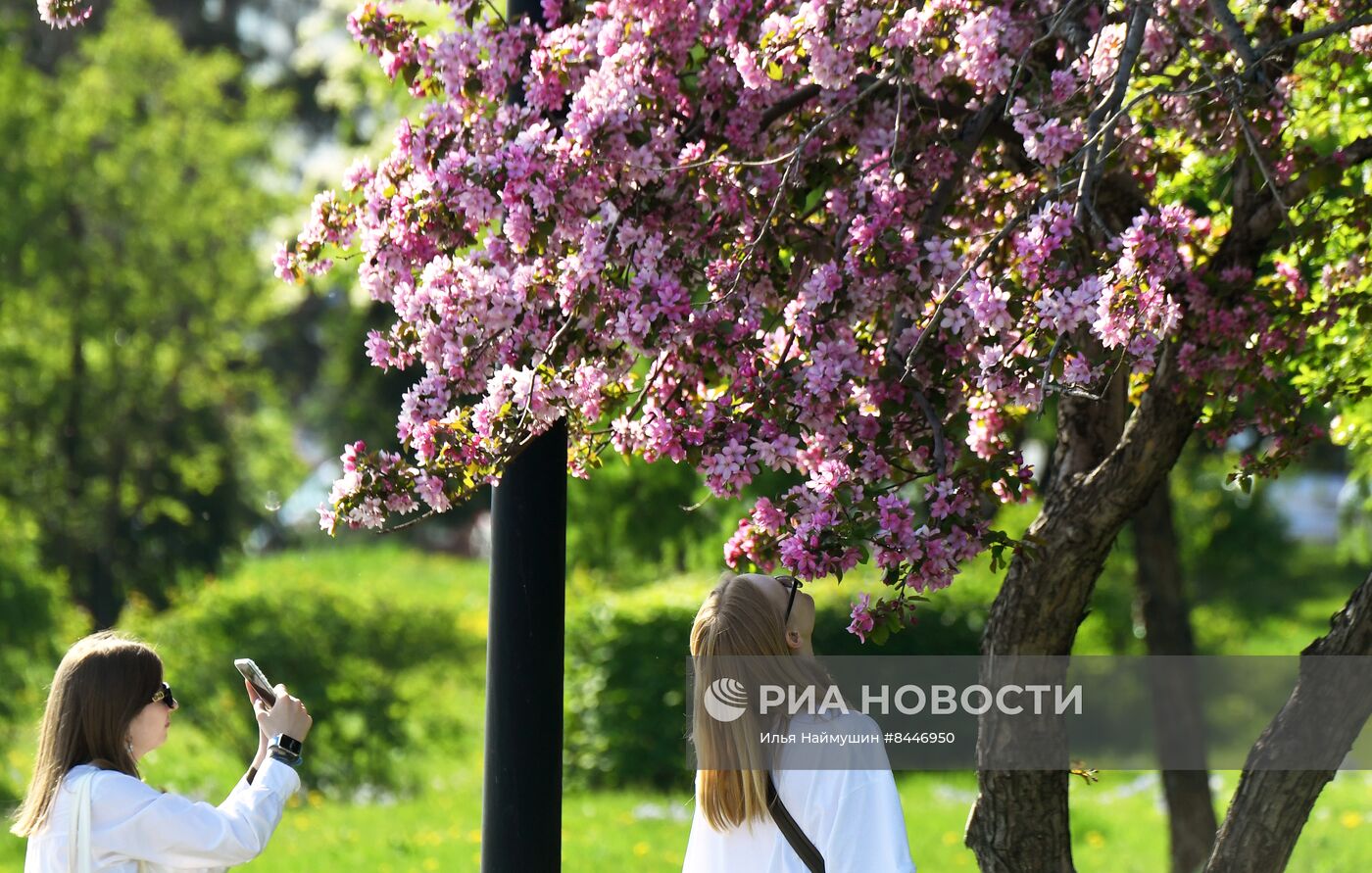 Цветение в Красноярске