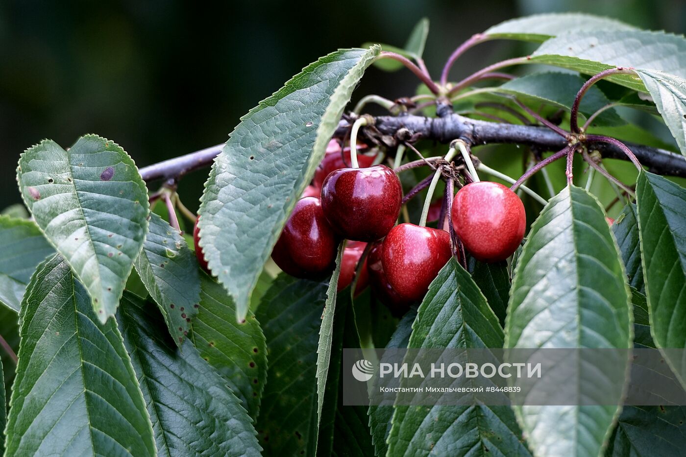 Сбор урожая черешни в Запорожской области