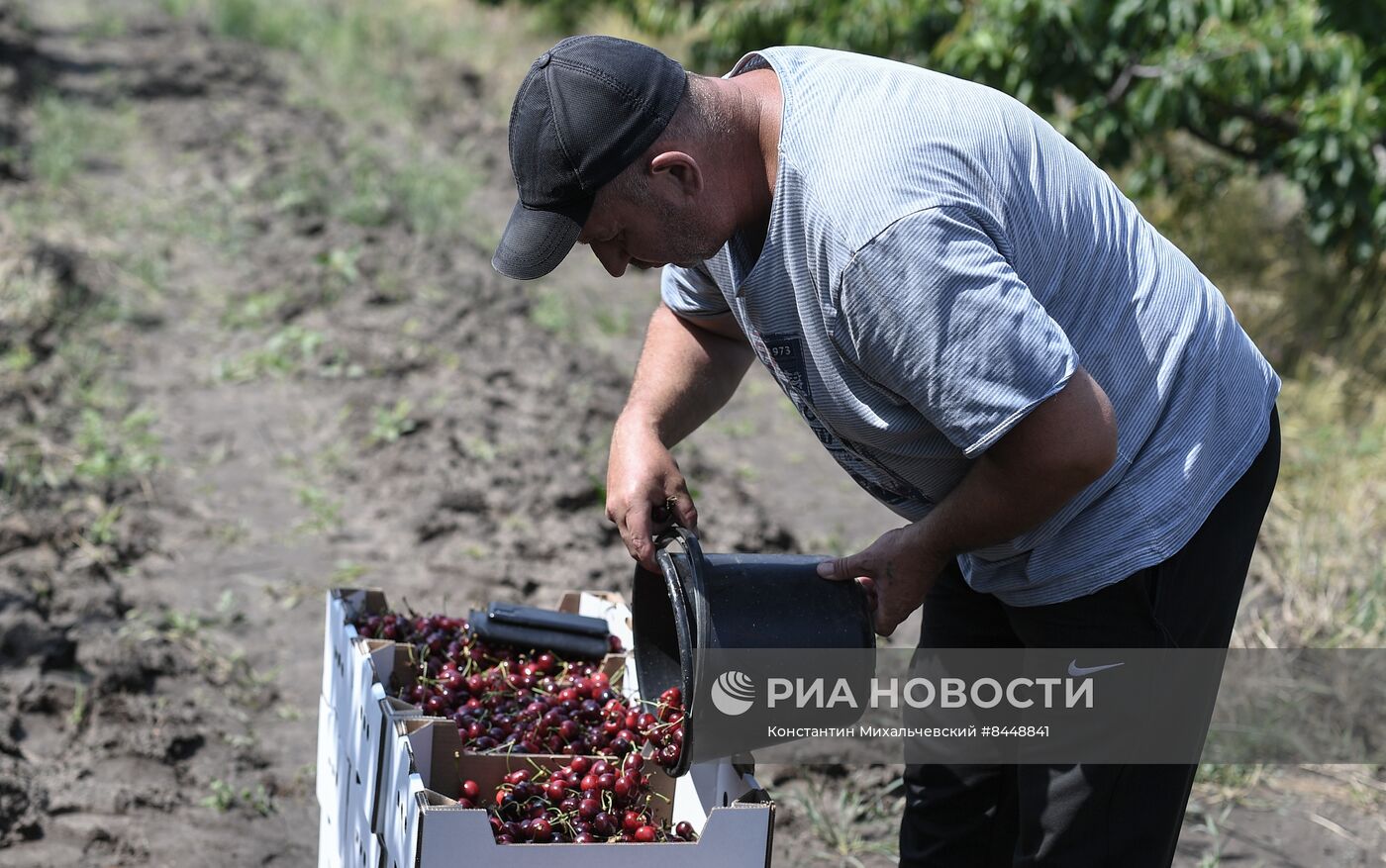 Сбор урожая черешни в Запорожской области