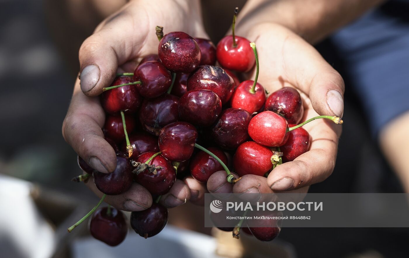 Сбор урожая черешни в Запорожской области