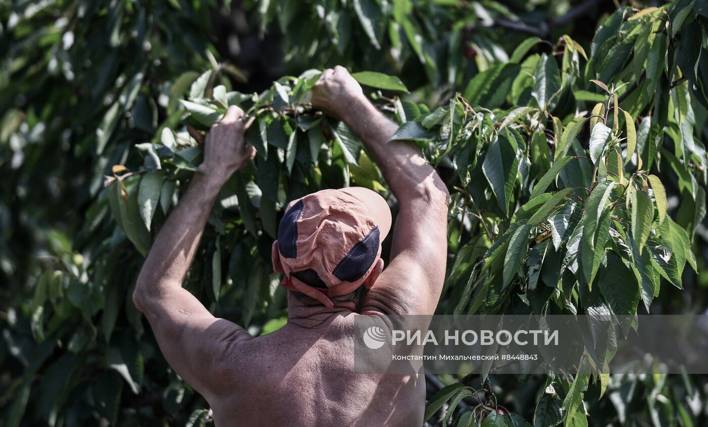 Сбор урожая черешни в Запорожской области